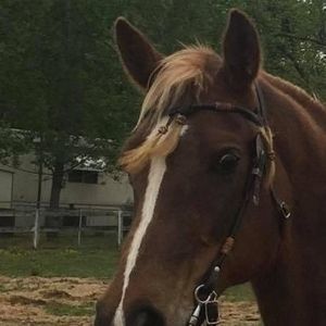 Meet your Posher, Dixie